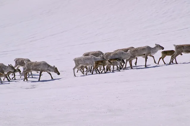 Rennes dans la toundra enneigee du pays komi en Russie